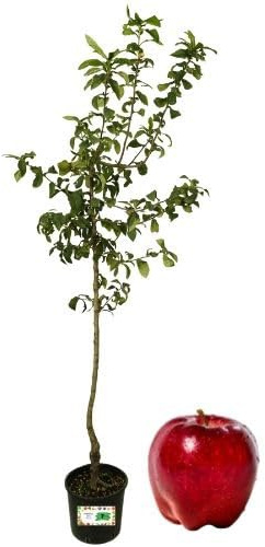 Piantine Da Orto P Melo Antico del Sangue, Pianta in Vaso Diametro 22 cm, Pianta da Frutto in Vaso, Pianta Vera da Esterno, Giardino o Vaso in Terrazza, Vivaio Italiano