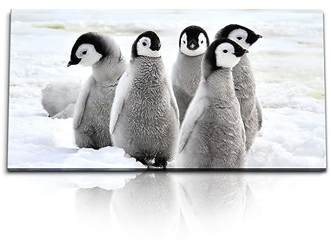 Paul Sinus Kunstdruck Bilder 120x60cm Kleine Pinguine Babypinguine Eis Schnee Tierfotografie