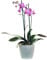 Sendabunch Fresh Phalaenopsis Twin Spiked Purple Live Moth Orchid - Box of Belgian Chocolates Included