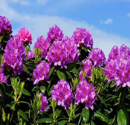 New Fresh 100pcs Purple Rhododendron Flower Seeds