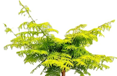 Árbol de secuoya 'Metasequoia Gold Rush' 60-80 cm, resistente al invierno