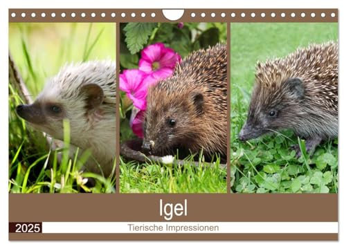 Igel 2025. Tierische Impressionen (Wandkalender 2025 DIN A4 quer), CALVENDO Monatskalender: 12 bezaubernde Bilder von wilden Igeln (CALVENDO Tiere)