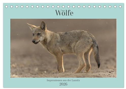 Wölfe, Impressionen aus der Lausitz (Tischkalender 2026 DIN A5 quer), CALVENDO Monatskalender: Ein kleines Portfolio meiner schönsten Bilder von ... der wunderschönen Lausitz. (CALVENDO Tiere)