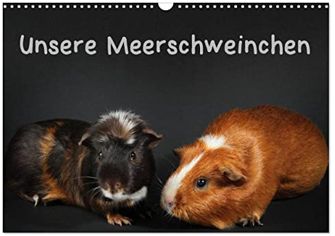 Unsere Meerschweinchen (Wandkalender 2026 DIN A3 quer), CALVENDO Monatskalender: Lustige Meerschweinchenfotos (CALVENDO Tiere)