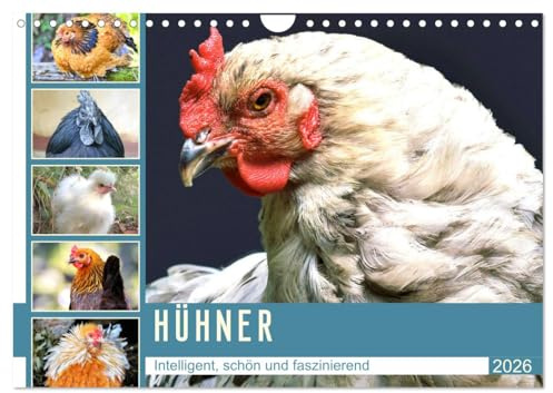 Hühner. Intelligent, schön und faszinierend (Wandkalender 2026 DIN A4 quer), CALVENDO Monatskalender: Nützliche und fröhlich gackernde Eierlieferanten zum Verlieben (CALVENDO Tiere)