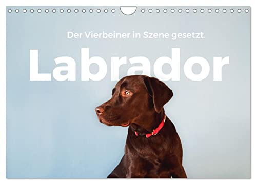 Labrador - Der Vierbeiner in Szene gesetzt. (Wandkalender 2026 DIN A4 quer), CALVENDO Monatskalender: Erleben Sie die besten Bilder von Labradoren. (CALVENDO Orte)