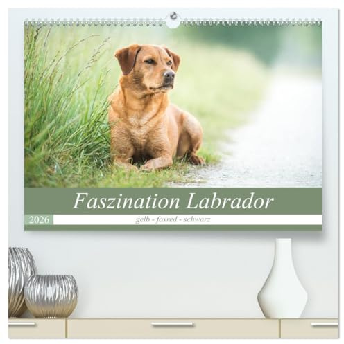 Faszination Labrador - gelb, foxred, schwarz (hochwertiger Premium Wandkalender 2026 DIN A2 quer), Kunstdruck in Hochglanz: Natur und Labrador - in Feld, Wiese und Wasser (CALVENDO Tiere)