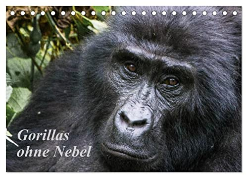 Gorillas ohne Nebel (Tischkalender 2026 DIN A5 quer), CALVENDO Monatskalender: Gorillabilder aus dem Bwindi-Nationalpark, Uganda (CALVENDO Tiere)