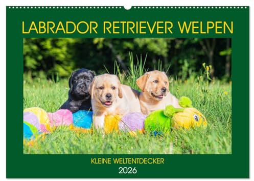Labrador Retriever Welpen - Kleine Weltentdecker (Wandkalender 2026 DIN A2 quer), CALVENDO Monatskalender: Entzückende Labrador Babys - fotografiert ... Sigrid Starick (CALVENDO Tiere)