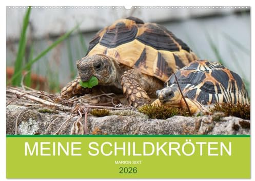 Meine Schildkröten (Wandkalender 2026 DIN A2 quer), CALVENDO Monatskalender: Bilder von meiner Schildkrötengruppe (CALVENDO Tiere)