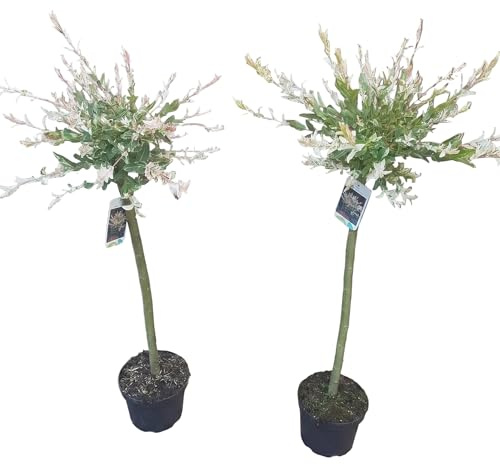 2 Stück Salix int. Hakuro Nishiki, Harlekin Weide, Höhe: 100-110 cm + Startdünger
