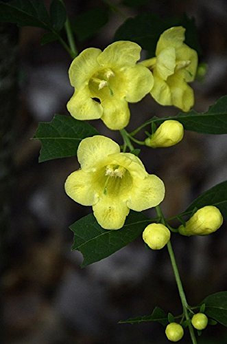 Dasistoma Macrophylla Mullein Fingerhut Seeds (1000 Samen) Ausgezeichnetes Sommerjahr