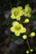 Dasistoma Macrophylla Mullein Fingerhut Seeds (1000 Samen) Ausgezeichnetes Sommerjahr