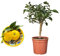 Pianta di Yuzu - Citrus junos - H40/50cm - vaso ø16