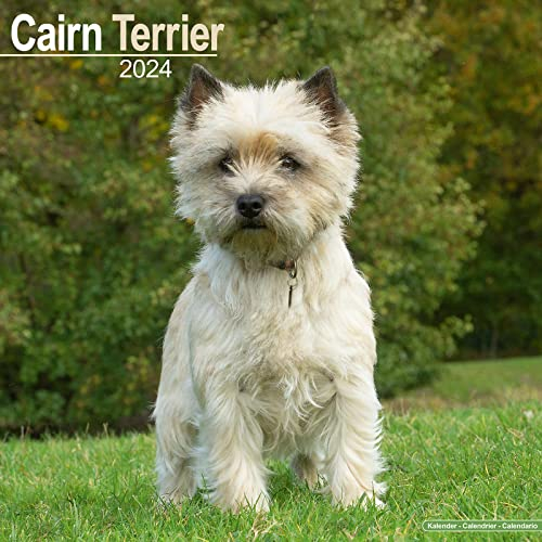 Cairn Terrier – Cairn Terrier 2024 – 16-Monatskalender: Original Avonside-Kalender [Mehrsprachig] [Kalender] (Wall-Kalender)