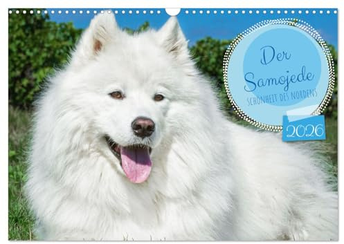 Der Samojede - Schönheit des Nordens (Wandkalender 2026 DIN A3 quer), CALVENDO Monatskalender: Auf 13 wunderschönen Fotos zeigt die Tierfotografin ... traumhaft schöne Hunderasse (CALVENDO Tiere)
