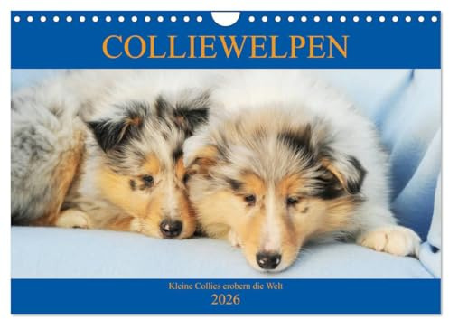 Colliewelpen - kleine Collies erobern die Welt (Wandkalender 2026 DIN A4 quer), CALVENDO Monatskalender: Lassen Sie sich ein Jahr lang von bezaubernden Colliekindern begleiten (CALVENDO Tiere)