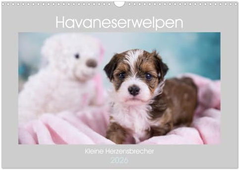 Havaneserwelpen - Kleine Herzensbrecher (Wandkalender 2026 DIN A3 quer), CALVENDO Monatskalender: Welpen, die sofort ihr Herz erobern werden! (CALVENDO Tiere)