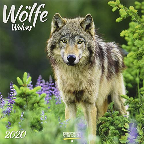 Wölfe 2020: Broschürenkalender mit Ferienterminen. Fasziniernde Bilder von Wölfen. 30 x 30 cm