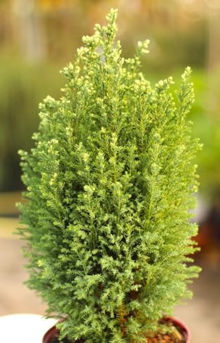 Scheinzypresse Chamaecyparis Lawsoniana snow white 30-40 cm immergrün