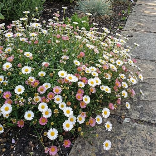 Bloomique - 3er - Set - Erigeron karvinskianus - Mauer - Berufkraut - Reichblühend - Winterhart - Mehrjährig - Höhe 10-20 cm - 9 - cm - Topf