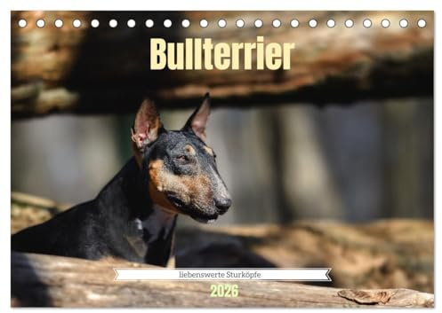 Bullterrier, liebenswerte Sturköpfe (Tischkalender 2026 DIN A5 quer), CALVENDO Monatskalender: Beeindruckende Fotos, die die liebevolle, aber auch ... Bullterrier widerspiegeln. (CALVENDO Tiere)