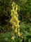 Gelber Eisenhut -Aconitum lycoctonum- 25 Samen (Wolfs-Eisenhut)