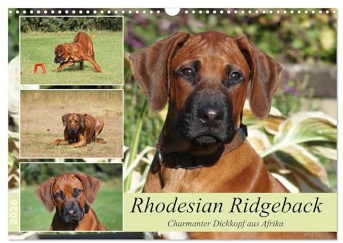 Rhodesian Ridgeback - Charmanter Dickkopf aus Afrika (Wandkalender 2026 DIN A3 quer), CALVENDO Monatskalender: Ridgebacks - Einfach tolle Hunde (CALVENDO Tiere)