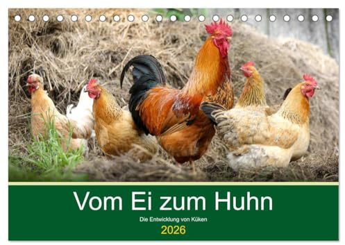 Vom Ei zum Huhn. Die Entwicklung von Küken (Tischkalender 2026 DIN A5 quer), CALVENDO Monatskalender: Die erstaunliche Geburt von niedlichen Küken (CALVENDO Tiere)