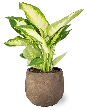 Planta Natural Dieffenbachia de Interior en Maceta Ø13 cm Altura 40 cm Decoración Hogar o Regalo Fácil Cultivo - (Maceta de Cerámica no incluida)