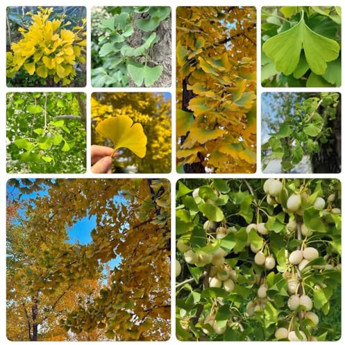 10 pcs ginkgo baum samen garten-geschenke samen winterhart gingko baum - Ginkgo biloba - garten pflanzen stauden winterhart garten geschenke für frauen topfpflanzen echt stauden blumengarten
