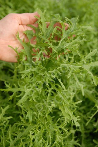 Bio Golden striature di senape 100 + semi cedro fogli foglio sottile NON OGM