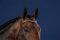 Kentucky - Dy'on Silver Clincher V-Shaped Browband Hunter - Braun - Größe Full