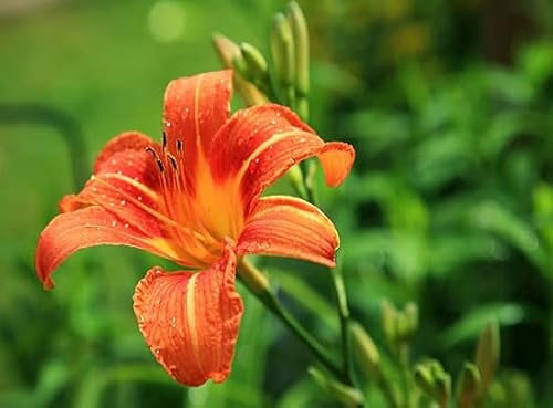 90 graines de fleurs d'hémérocalles fraîches
