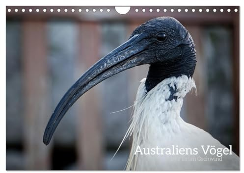 Australiens Vögel (Wandkalender 2026 DIN A4 quer), CALVENDO Monatskalender: Die wunderbare Vielfalt der australischen Vögel. (CALVENDO Tiere)