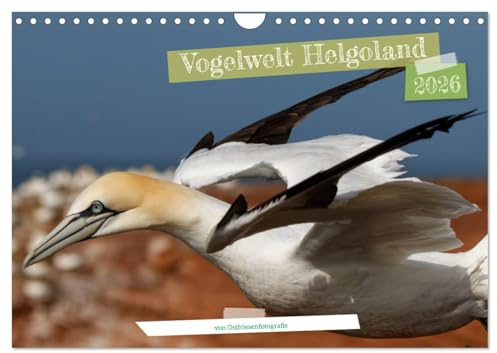 Vogelwelt Helgoland - von Ostfriesenfotografie (Wandkalender 2026 DIN A4 quer), CALVENDO Monatskalender: Helgolands Vogelwelt, fotografisch festgehalten (CALVENDO Tiere)