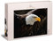 Ulmer Puzzleschmiede „Der Seeadler“ - Klassisches 1000 Teile Tier-Puzzle – Der imposante Adler, das Wappentier der USA, mit ausgebreiteten Flügeln - EIN anspruchsvolles Puzzle