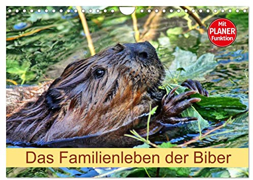 Das Familienleben der Biber (Wandkalender 2026 DIN A4 quer), CALVENDO Monatskalender: Größte Nagetier in Europa (CALVENDO Tiere)