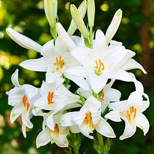 COOTO Garten Lilien Zwiebeln Winterhart Mehrjährig – Weiß Baumlilien Candidum - Blumenzwiebeln Lilien – Blumen Deko für Garten und Balkon – Garten Lilien Pflanzen für Viele Jahre