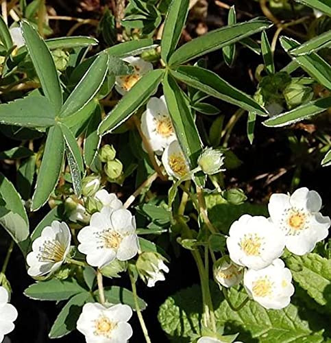 Weißes Fingerkraut - Potentilla alba - lebende Gartenpflanze aus den Baumschulen