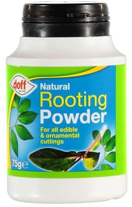 Natural Rooting Hormone Powder for Cutting Strong Roots All Kinds of Plants - Help to Grow Edible Gardening for Outdoor and Indoor Use to Prepare Organic Nutrients 75g (Pack of 1)