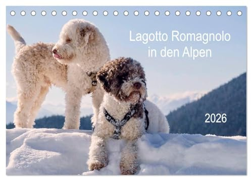 Lagotto Romagnolo in den Alpen 2026 (Tischkalender 2026 DIN A5 quer), CALVENDO Monatskalender: Italienische Trüffel- und Wasserhunde in der Natur (CALVENDO Tiere)