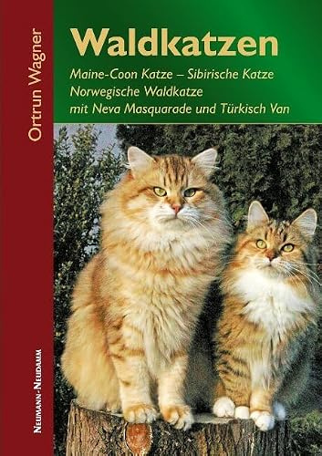 Waldkatzen: Maine-Coon Katze, Sibirische Katze, Norwegische Waldkatze mit Neva Masquarade und Türkisch Van