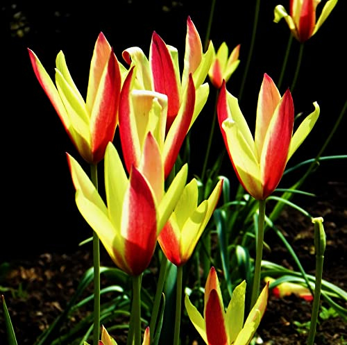 Tulpenzwiebeln : Wildtulpe Tulipa clusiana Lady Jane 5 Blumenzwiebeln