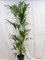 [Palmenlager] - XL Howea forsteriana - Kentia Palme - 200/220 cm // Zimmerpflanze