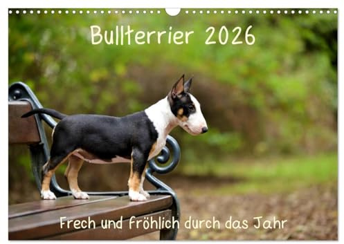 Bullterrier 2026 Frech und fröhlich durch das Jahr (Wandkalender 2026 DIN A3 quer), CALVENDO Monatskalender: Ein toller Kalender für die Freunde und ... der Hunderasse Bullterrier. (CALVENDO Tiere)