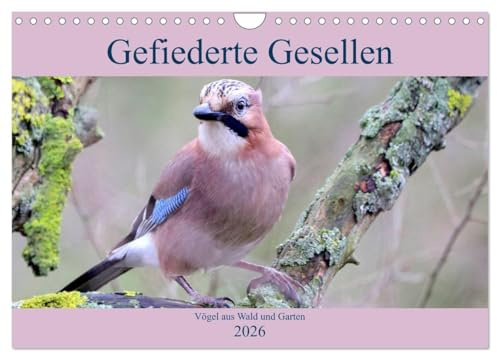 Gefiederte Gesellen - Vögel aus Wald und Garten (Wandkalender 2026 DIN A4 quer), CALVENDO Monatskalender: Aus dem Reich der Vögel (CALVENDO Tiere)