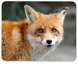 Destination Vinyl Ltd Beautiful Ginger Fox Mouse Mat Pad - Wild Animal Mum Fun PC Computer #8584