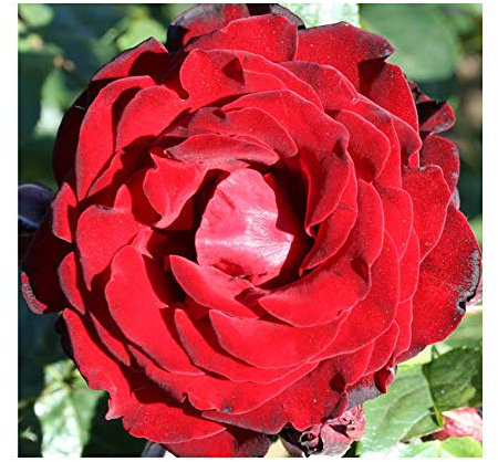 Rosa 'Dublin Bay' Climbing Rose Potted