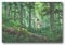 Poster When Marnie Was There Anime Studio Ghibli Poster Druck Kunst Wandbild Leinwand Poster Moderne Schlafzimmer Dekor 40 x 60 cm